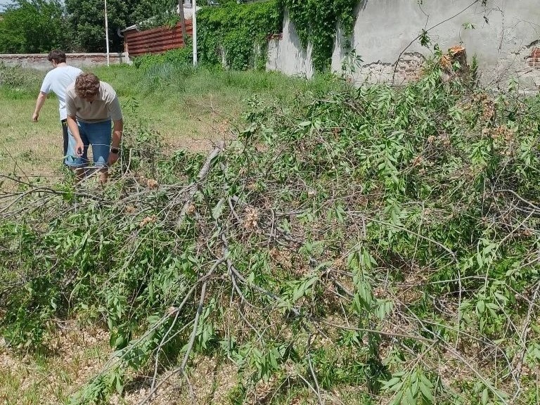 Депутат помог устранить угрозу падения дерева Депутат помог устранить угрозу падения дерева