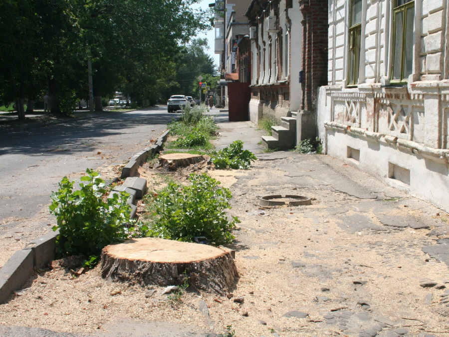 Опасные деревья ликвидированы благодаря содействию депутата